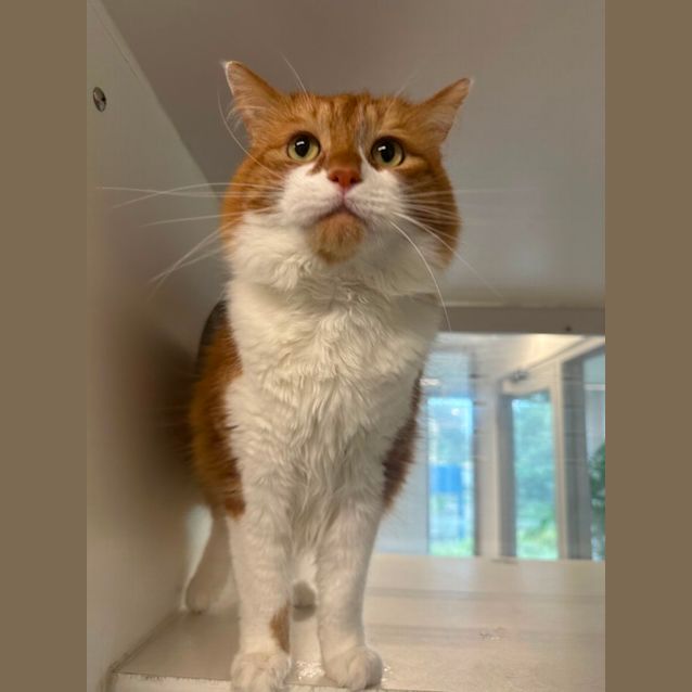 Photo of Chungus 🧡