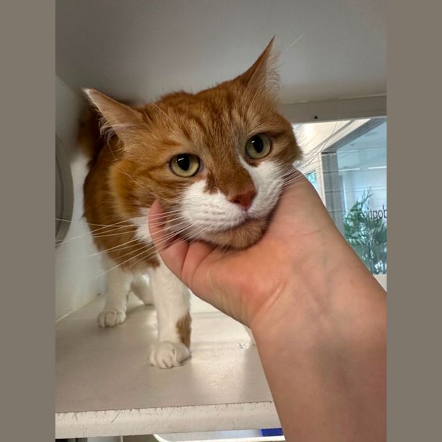 Photo of Chungus 🧡