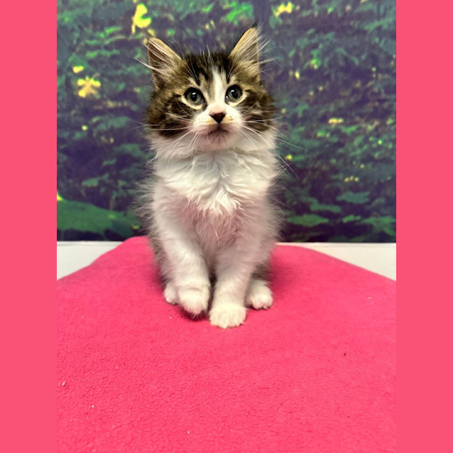 Photo of Boris   Located In Preston 