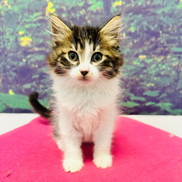 Photo of Boris   Located In Preston 