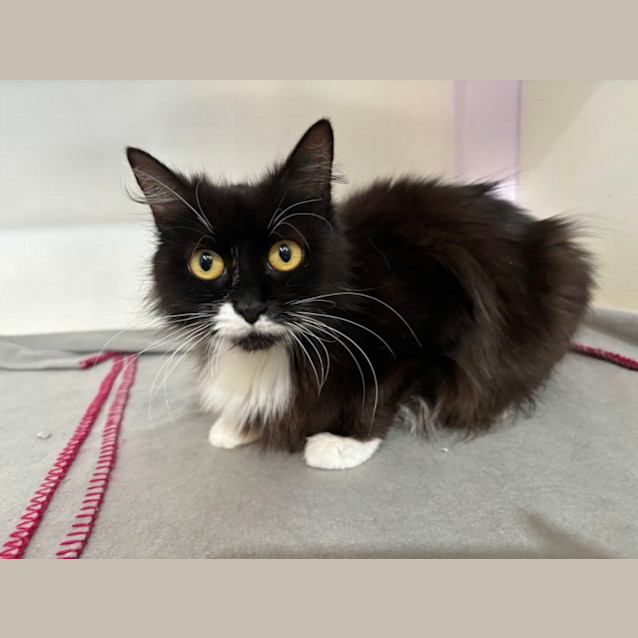 Photo of Princess