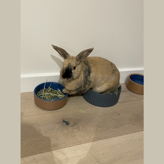 Photo of Cob Loaf