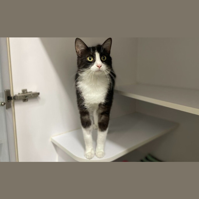 Photo of Shelby