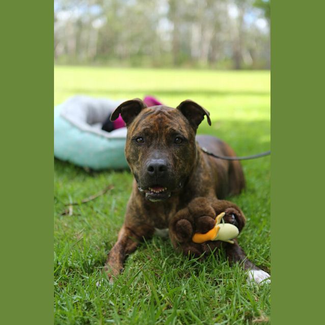 Photo of Bo