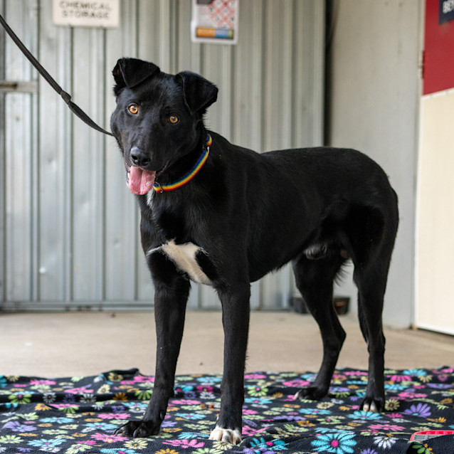 Photo of Bandit