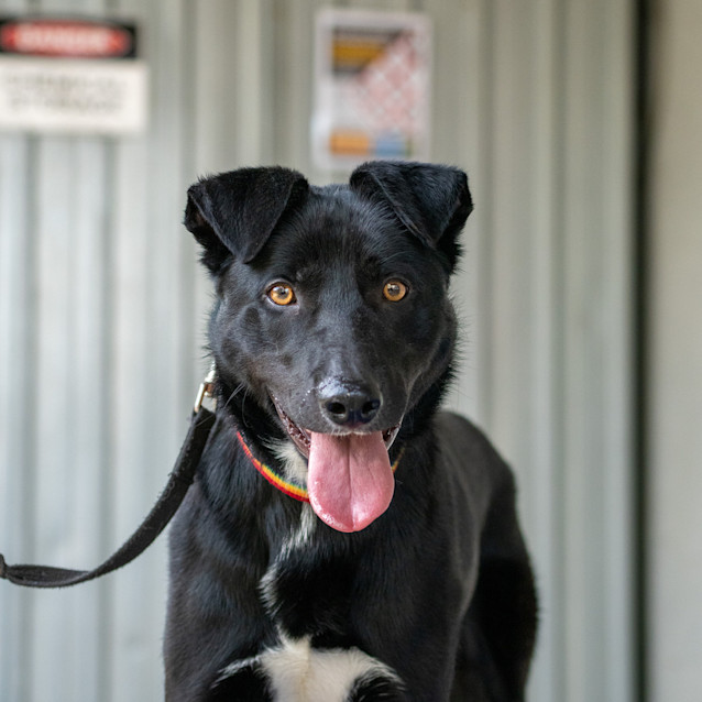 Photo of Bandit