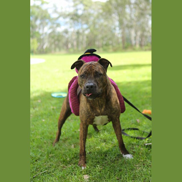 Photo of Bo