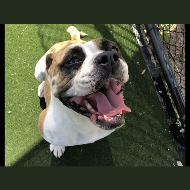 Photo of Panda Imp 1907