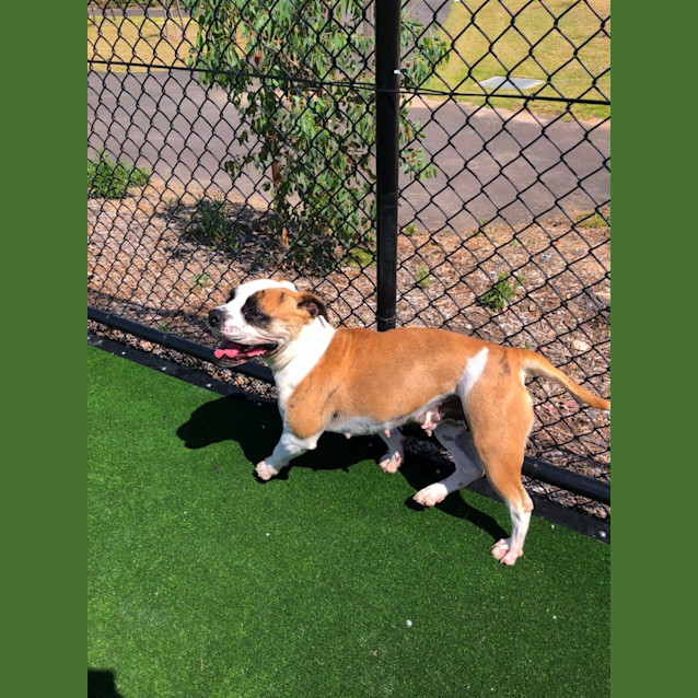 Photo of Panda Imp 1907