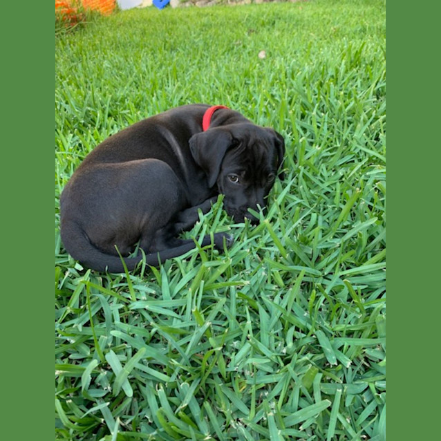 Photo of Candy   10 Week Old Labrador X (Trial)