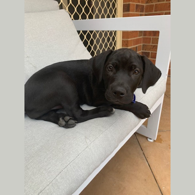 Photo of Candy   10 Week Old Labrador X (Trial)
