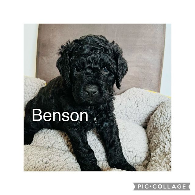 Photo of Benson