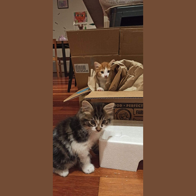 Photo of Kittens!  Gingey And Rocky!