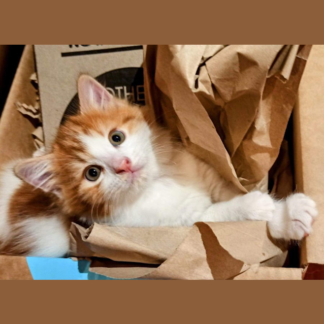 Photo of Kittens!  Gingey And Rocky!