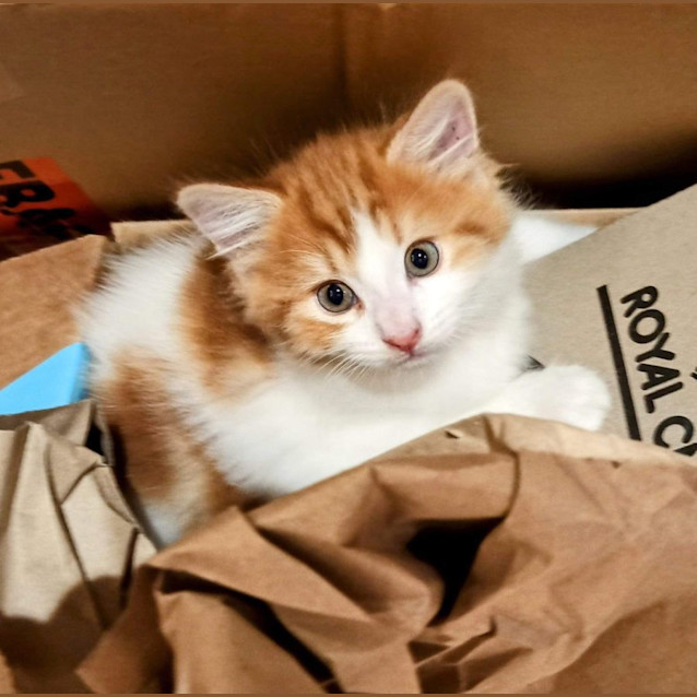 Photo of Kittens!  Gingey And Rocky!