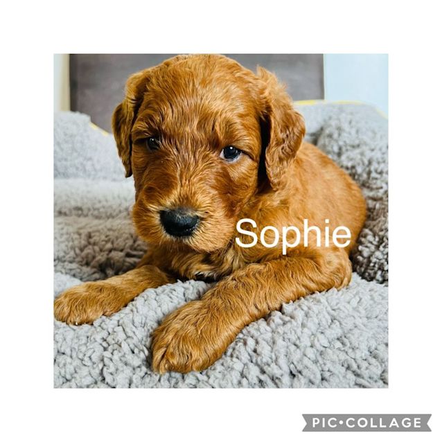 Photo of Sophie