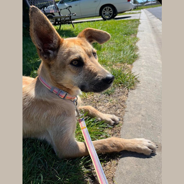 Photo of Nala