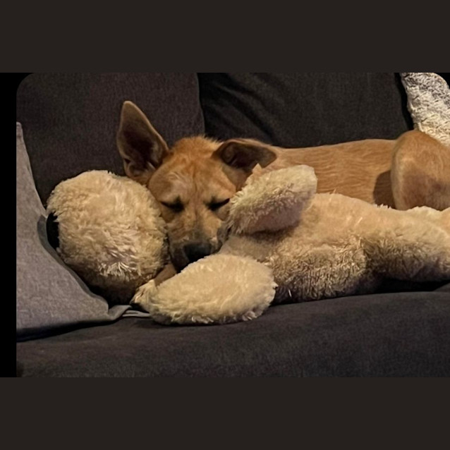 Photo of Nala