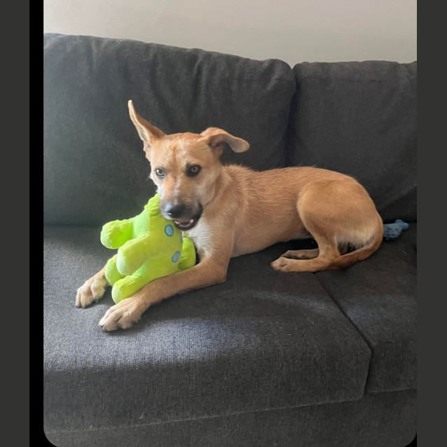 Photo of Nala