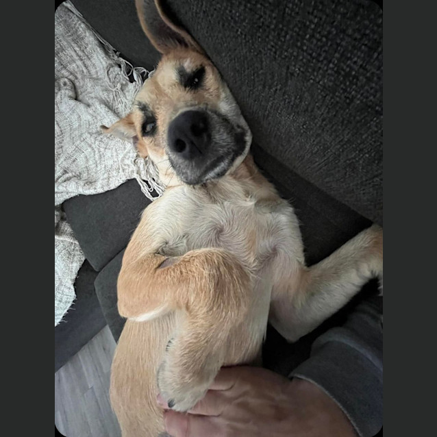 Photo of Nala