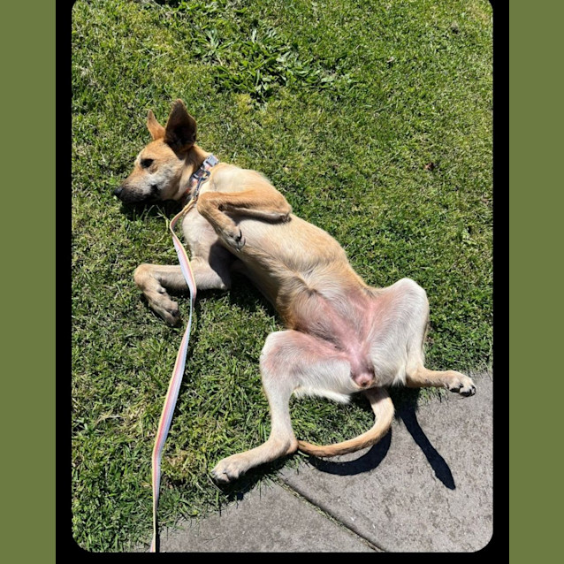 Photo of Nala