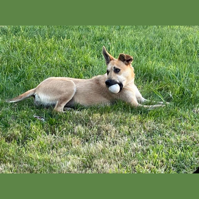 Photo of Nala