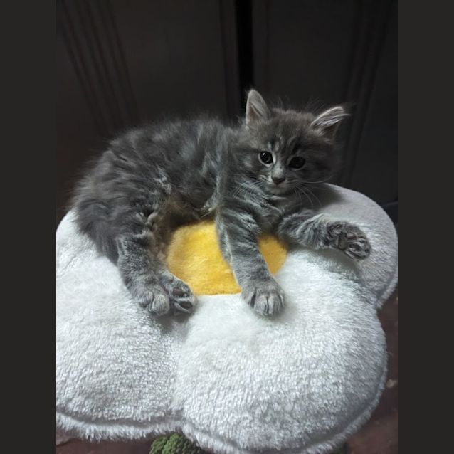 Photo of Lenore