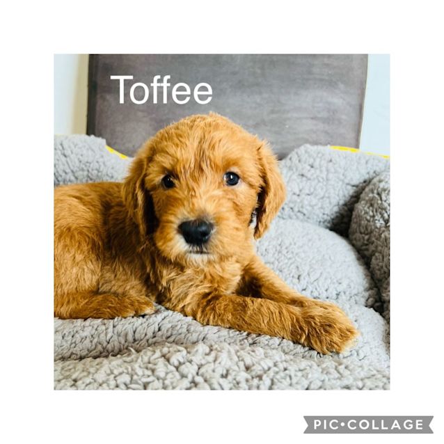Photo of Toffee 