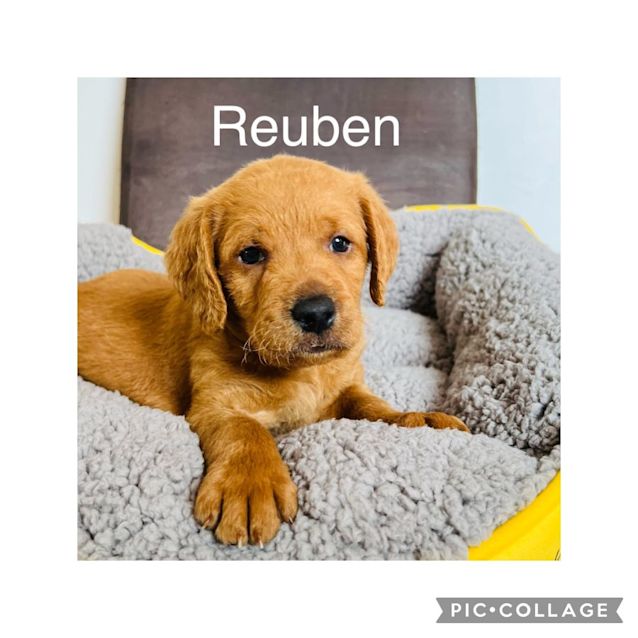 Photo of Reuben
