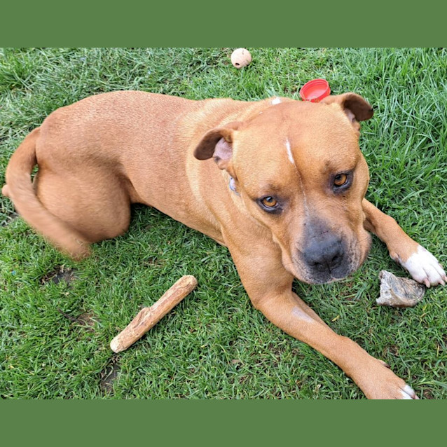 Photo of Tangelo