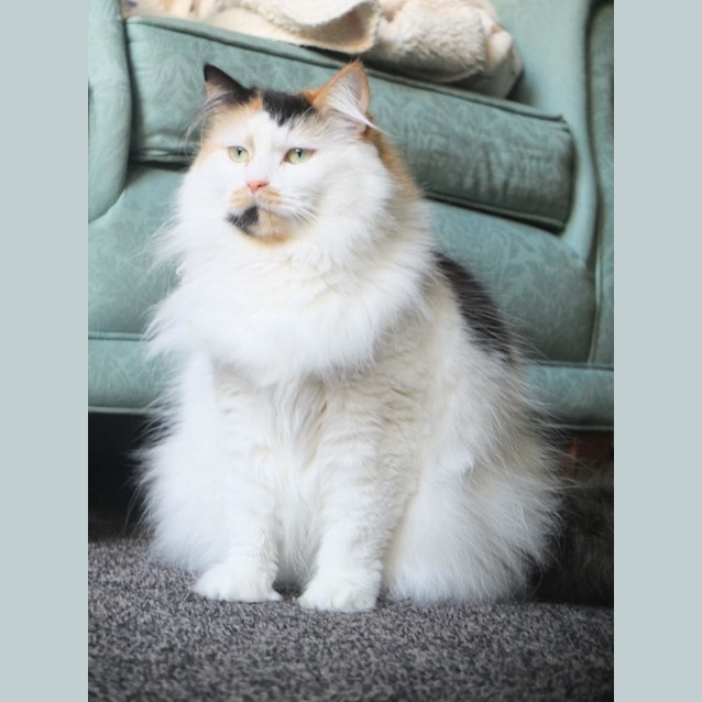 Photo of 🧡Giselle🧡