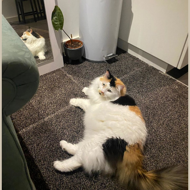 Photo of 🧡Giselle🧡