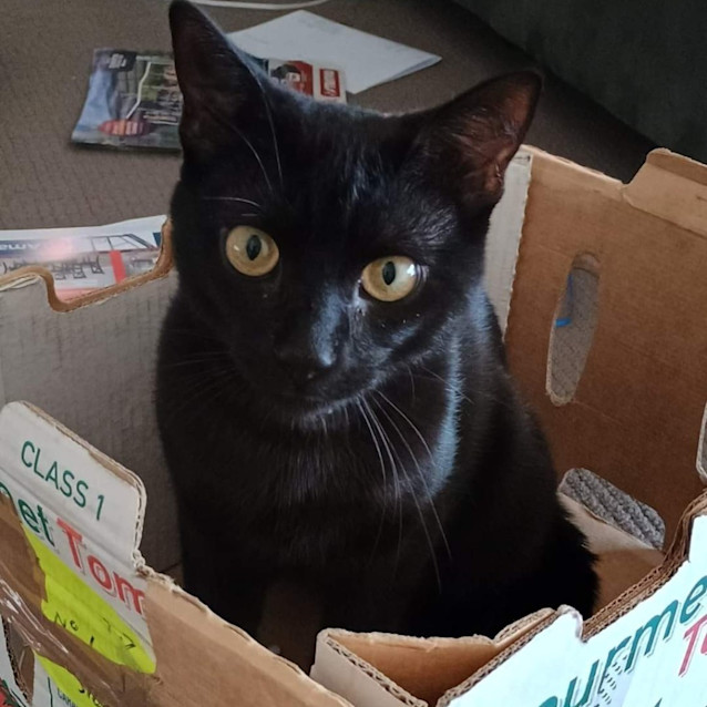 Photo of Bagheera