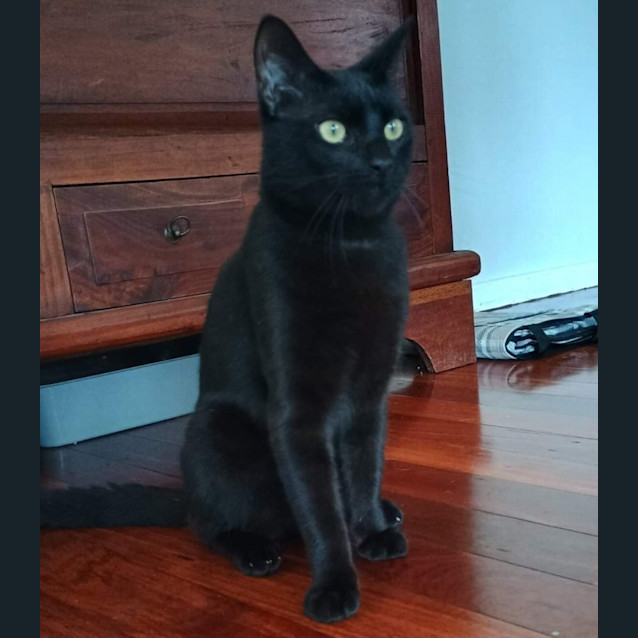 Photo of Bagheera