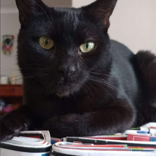 Photo of Bagheera