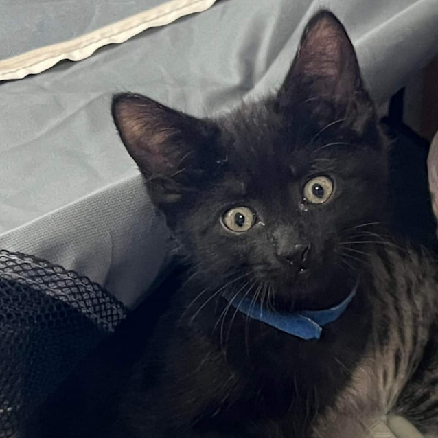 Photo of Lil Panther