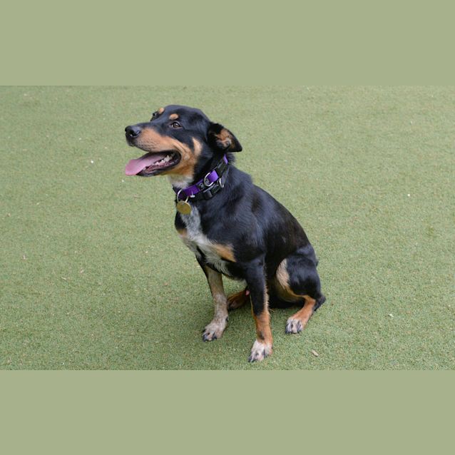 Photo of Jethro (Jed)