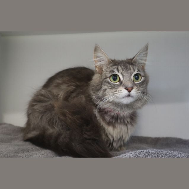 Photo of Catbus