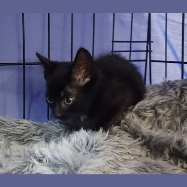 Photo of C1241 Dumpling