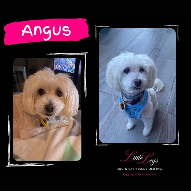 Photo of Angus
