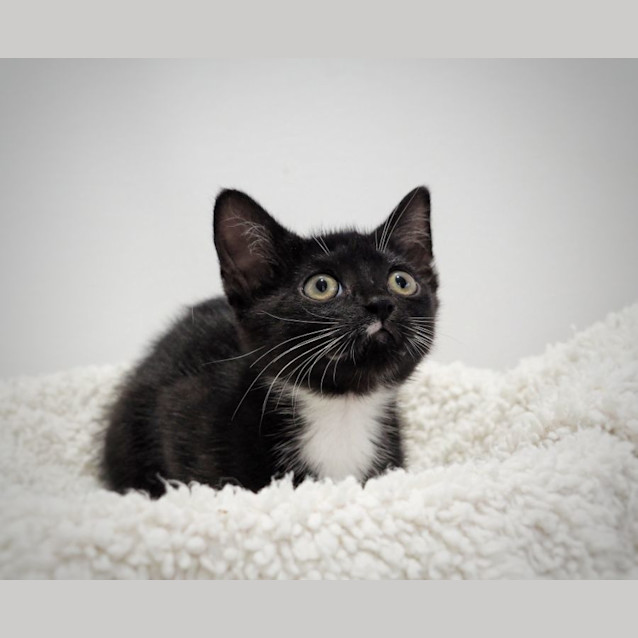 Photo of C1242 Snickerdoodle