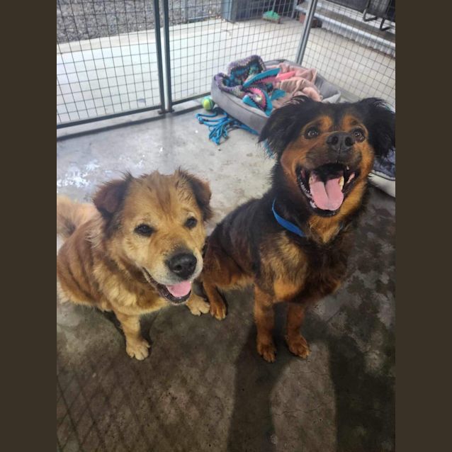 Photo of Timone   7 Year Old Mixed Breed