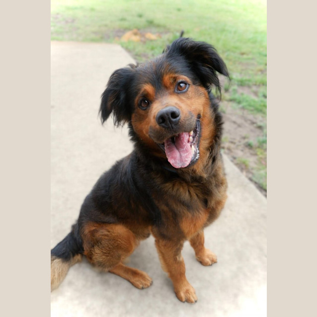Photo of Timone   7 Year Old Mixed Breed
