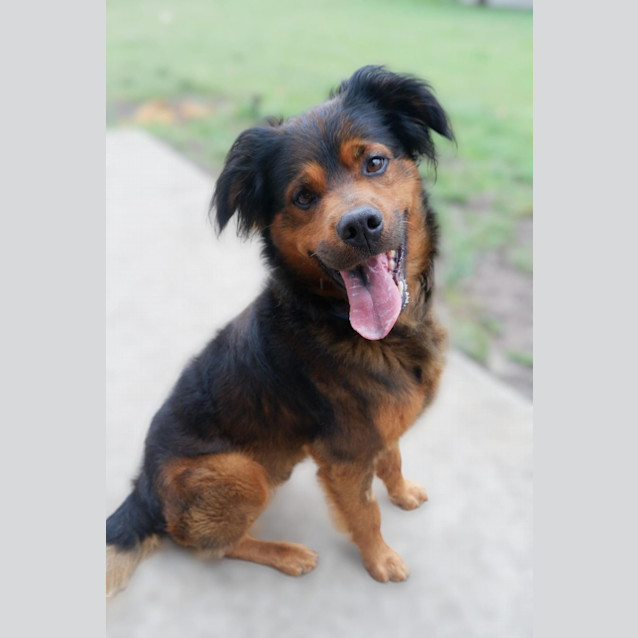 Photo of Timone   7 Year Old Mixed Breed