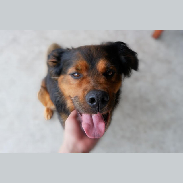 Photo of Timone   7 Year Old Mixed Breed
