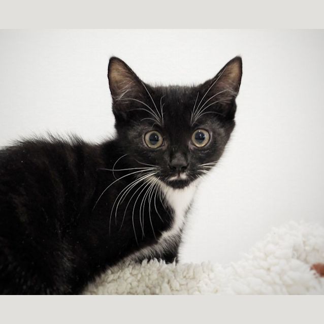 Photo of C1244 Gingerbread