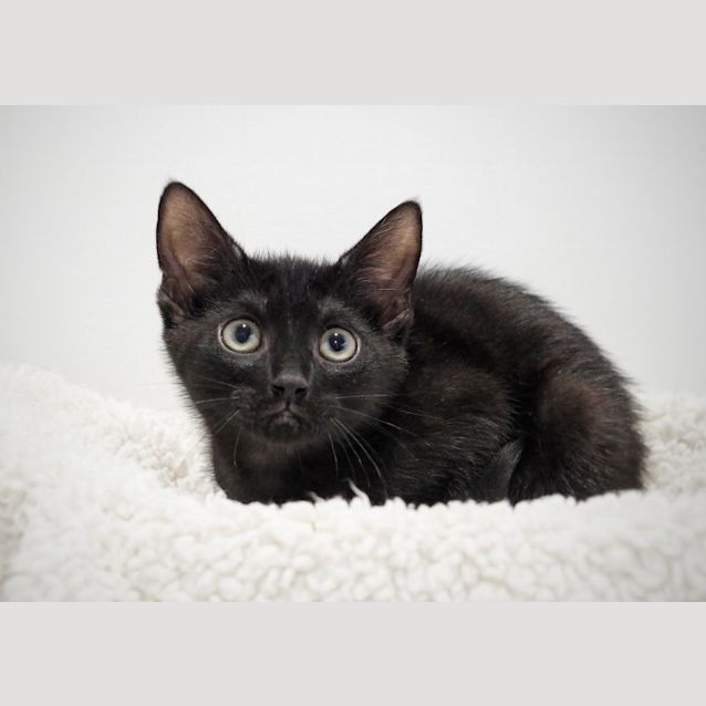 Photo of C1245 Nutmeg 