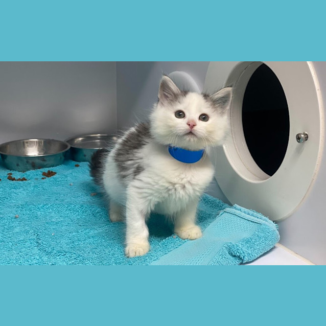 Photo of Oreo