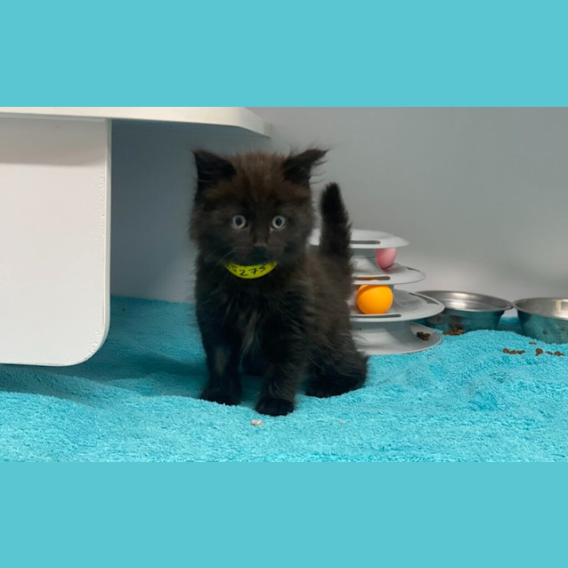Photo of Loki