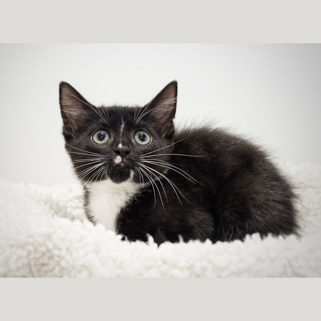 Photo of C1246  Cinnamon 